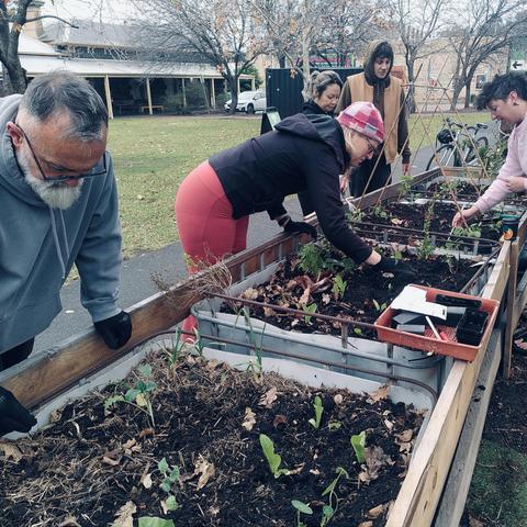 Volunteer gardeners planting out seedlings in raised beds