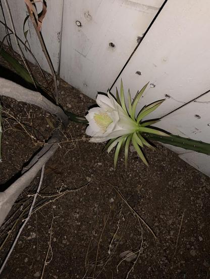 Large white blossom against skinny green cactus.  White fence and some other plant stalks in the background.