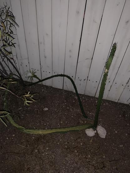 Three skinny, leggy stalks of cactus with a large white blossom on one of them.  White fence and leaves of a tree in background.