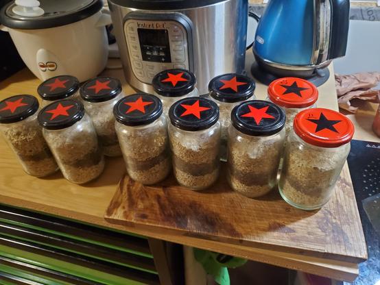 11 jars on a workbench filled with the same mix of oats, seeds and spices. 9 have black lids with red stars, 2 have red lids with black stars. These are old Pic's peanut butter jars in case that means anything to you.