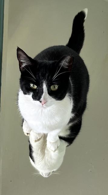 A black and white cat, with a white-tipped tail, sitting on a mirror.