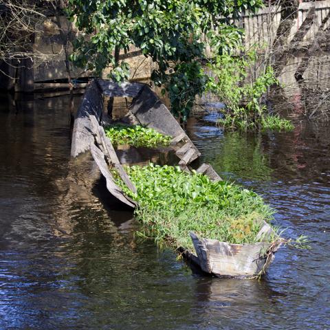 Im Wasser eines Flusses liegt in Ufernähe ein schon fast zerfallenes Holzboot auf Grund. Das Innere des Bootes ist zum großen Teil mit Wasserhyazinthen und Gräsern gefüllt.