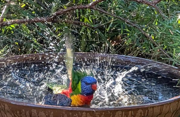 A rainbow lorikeet splahes vigorously in a birdbath under a lemon scented tea tree. One wing is raised and blurry. We can see the lorikeet has a purpleish blue head, orange beak, an orange and yellow chest, green wings, orange underwing, and a lime green collar. Rainbow indeed! It is surrounded by splashing water. Water has also spilled over the edge of the bath. There are two rocks in the birdbath, but this bird's going swimming.