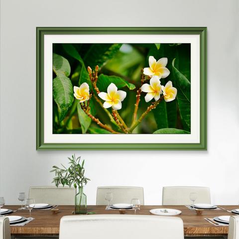 Photograph of Frangipani over a table