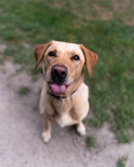 Isla a golden Labrador sitting down and sticking her tongue out partially