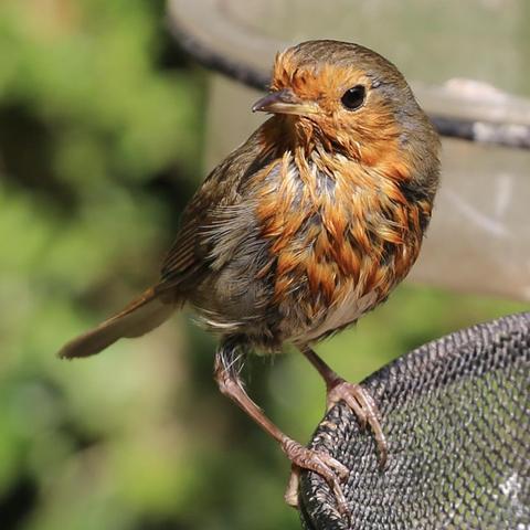 A juvenile Robin growing up nicely.