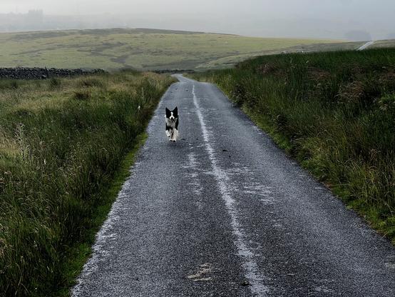 The usual Border Collie, catching up after an interesting ditch