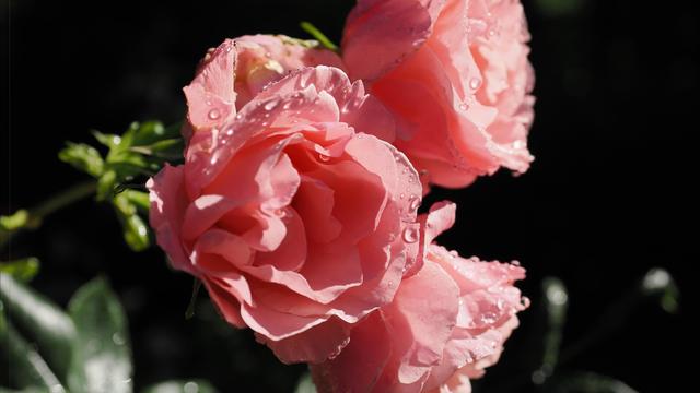 Pink roses with dewdrops on the petals, against a dark background, with green leaves partially visible.