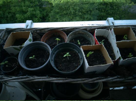 Photo of about ten small plants in a box outdoors, hanging on a rail. Each plant in its own little pot.