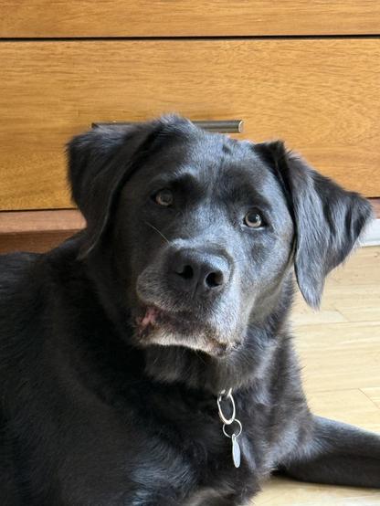 A photo of a Labrador retriever. His lips are stuck on his teeth and his head is tilted. He looks concerned.