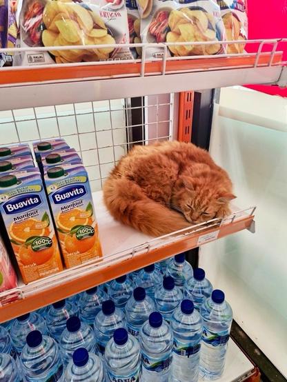 Photo of a fluffy orange cat sleeping curled up on a shelf in a store next to some orange juice.