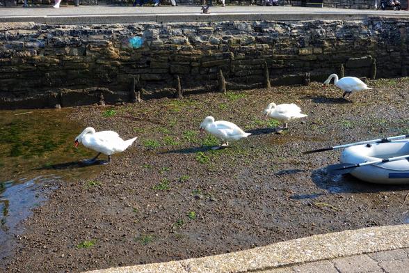 A group of four white swans on a muddy, rocky bank next to a body of water. One swan is partially in the water on the left, two are walking across the bank, and one is further right near a small, grey inflatable boat with oars. A stone wall runs along the top of the bank, and the scene is lit by bright sunshine.