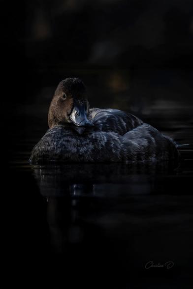 Dans le calme silencieux d’un matin brumeux, un fuligule à tête rouge glisse sur l’eau tranquille. Sa silhouette sombre se détache dans les reflets feutrés, comme une note paisible sur une portée liquide. Il avance sans hâte, maître de son monde silencieux. Cette scène, baignée d’ombre et de lumière, invite à la contemplation et au recueillement.