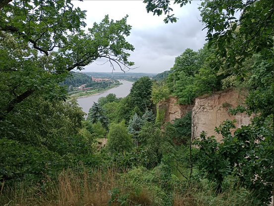 Das Navi führte mich in eine fast unberührte Gegend mitten in der Tourismushochburg. Das Bild hätte von Spitzweg oder einem der andern romantischen Maler sein können: Eingerahmt von ins Bild ragenden Ästen heimischer Eichen und anderer Laubbäume kommt aus der linken Bildmitte die Elbe und entfernt sich in einem Bogen perspektivisch schmal werdend nach oben am Horizont. Kein Sonnenstrahl durchdringt die dichten Regenwolken, das Bild ist in ein grünes Dämmerlicht gehüllt. Von rechts öffnet sich das Dickicht zu einer tiefen Schlucht, die zur Elbe führt. Klar erkennbar ist an den Kanten und den Flächen der aufragenden Sandsteinwände, dass hier früher Sandstein abgebaut, die Steinbrüche danach aufgegeben und das ganze von der Natur überwuchert wurde.