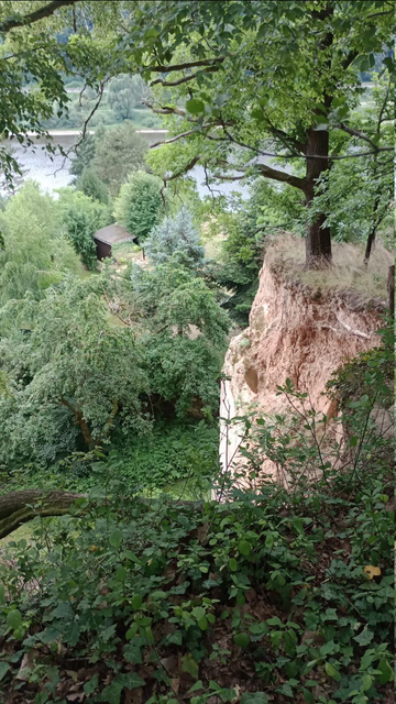 Im oberen Teil zieht die Elbe waagerecht durchs Bild, verdeckt vom mattgrünen Laub, eines mächtigen Stammes kaum einen Meter von der Abbruchkante entfernt. Auch hier wurde Sandstein abgebaut. Die Landwirtschaft scheint die Vorgänge, dass nämlich der Wanderpfad immer weiter zurück weichen muss, weitgehend zu ignorieren. Die schweren Maschinen fahren bis auf zwei Meter an die Kante heran. Kaum zu sehen im Bild, aber gut positioniert, weil der Fotograf das gut sehen konnte, ist eine Holzhütte links im oberen Drittel des Bildes. Der schmale Streifen zwischen der Elbe und dem Sandstein ist von Kleingärtnern bewirtschaftet. Tritt man todesmutig an die Kante heran, kann man sie kaum drei Meter entfernt, aber dreißig Meter tief, beim Anbinden der Weinruten beobachten ... ohne selbst wahrgenommen zu werden.