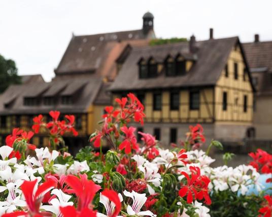 Im Vordergrund blühende Geranien in Weiß und Rot. Im Hintergrund unscharf mehrere hübsch restaurierte Fachwerkhäuser mit gelber Fassade.