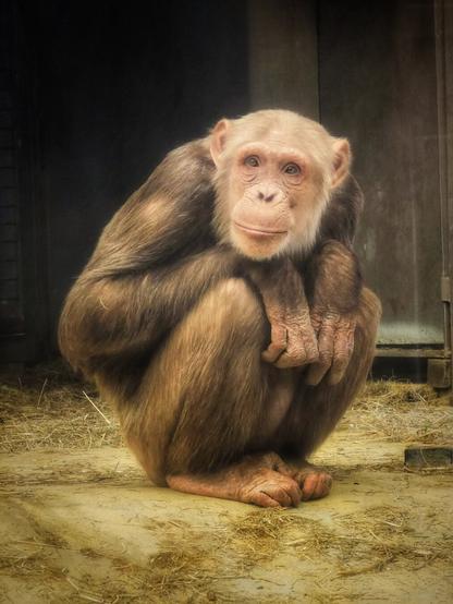 A light-furred chimpanzee with a pink face is captured in a close-up, full-body portrait. The chimp is squatting on a light-coloured floor with some straw scattered around, and a dark, indistinct background. Its arms are wrapped around its knees, and it is looking directly forward with a soft, contemplative expression. The image is well-lit, highlighting the textures of its fur and the details of its hands and face.