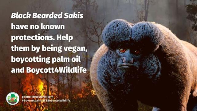 Black Bearded Saki Chiropotes satanas