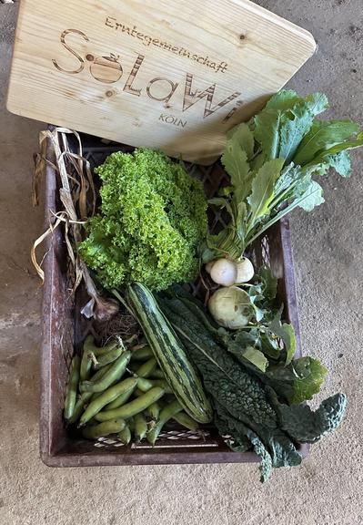 Kiste mit Salat, Mairübchen, Kohlrabi, Knoblauch, dicken Bohnen, Zucchini und Schwarzkohl mit einem Holzschild mit dem Logo der #Solawi #Köln