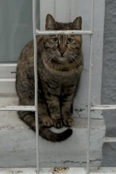 Photograph of an adult tabby cat sitting on a windowsill in a street, behind a wrought iron work, looking intently at the camera with pleading eyes.