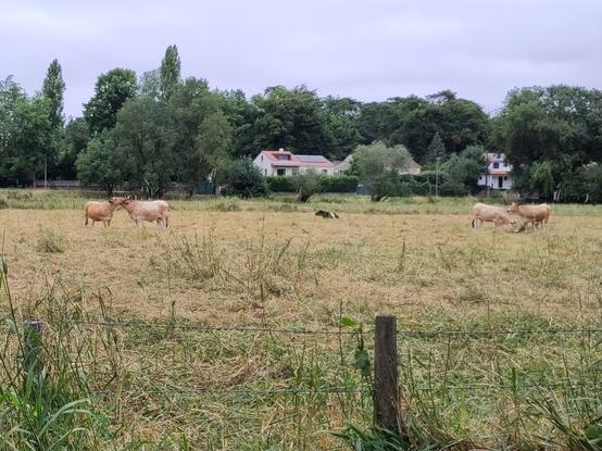 Dans une prairie, 4 vaches beiges par 2 font leur toilette à coup de léchouilles de l'autre. Une vache noire et blanche est allongée plus loin.