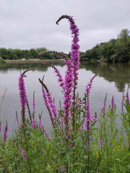 Longues fleurs violettes verticales devant l'eau.