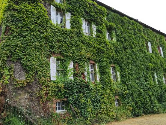 Grande façade à 3 niveaux recouverte de vigne vierge verte. Elle recouvre même les volets battants et les fenêtres.