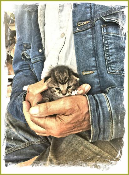 A stylized photo of a small kitten being gently cradled in an older person's hands. The person is dressed in denim, and the image has a soft, painterly filter that enhances its warmth and tenderness.