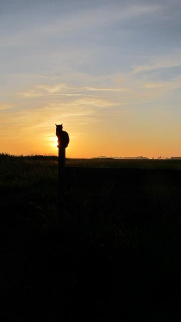A cat sits silhouetted on a fence post at sunrise or sunset, perfectly aligned with the glowing sun behind it. The peaceful rural landscape and warm sky create a striking, serene composition.