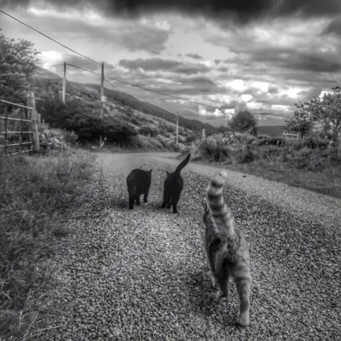 Black and white photo of 3 straycats on patrol