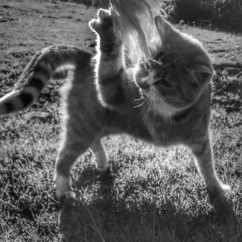 Black and white photo of a ginger cat fighting with a feather toy