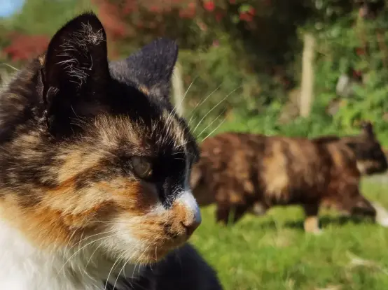A calico cat and her daughter in the background
