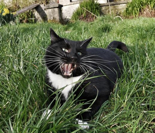 A mad tuxedo cat being tuxilicious
