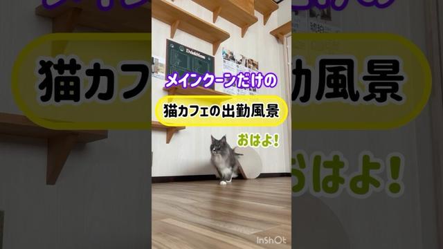 メインクーンだけの【猫カフェの出勤風景】#cat #cooncat #mainecat #もふもふ