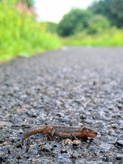 A newt on a tarmac footpath alongside a canal in Glasgow.