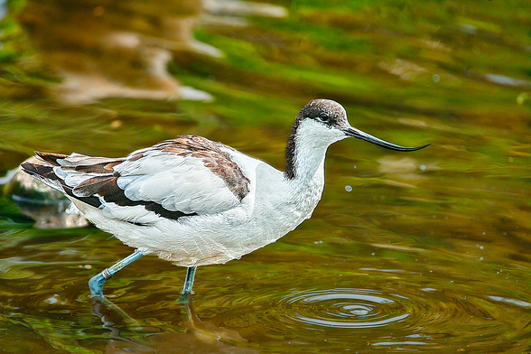Pied Avocet (Recurvirostra avosetta) wading in shallow, rippled water with visible black and white plumage and an upturned bill.