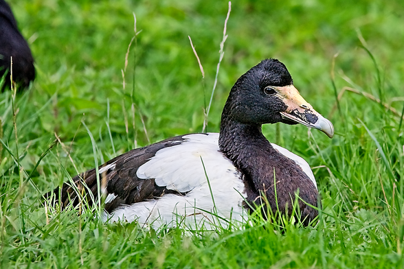 Radjah Shelduck (Radjah radjah) resting on green grass, showing its dark brown head and white body plumage.