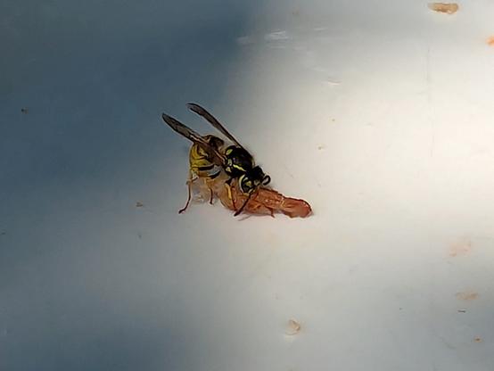 A picture of a bee, or similar insect, on a small piece of bacon nearly 2 times it's size left over on a white plate. It's wings folded back as it struggled to push it to the side of the plate and take off with it!