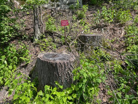 Two stumps near a red sign with white lettering.