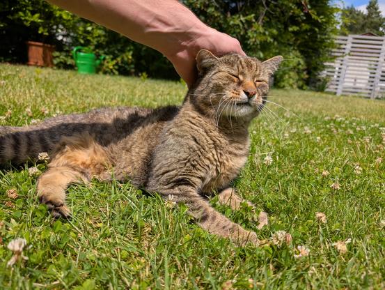 Jimmy, ein plüschiger, getigerter Kater, liegt in einer grünen Wiese im Sonnenlicht. Er wird von einer Person mit der Hand im Nacken gekrault und dabei die Augen genüsslich geschlossen.