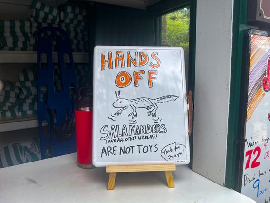 Dry erase board that says, "Hands off, salamanders (and all other wildlife) are not toys" and is illustrated with a larval salamander that has two exclamation points above its head.