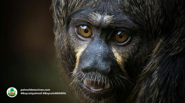 Black Bearded Saki Chiropotes satanas close-up of face