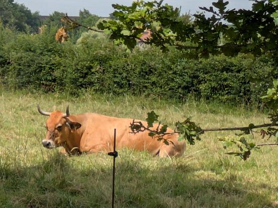 Una vaca descansado al sol en un prado.
