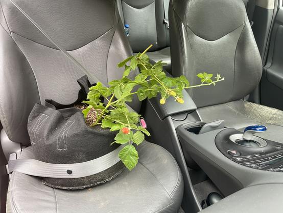 Plant inside a two-gallon black growing bag buckled safely into the passenger seat of a Toyota Prius.