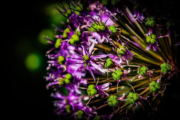 Close-up of a cluster of small purple flowers with green centers on a dark background. The petals are thin and pointed, radiating from the center, with a few stems and buds visible. The lighting creates a vivid contrast between the flowers and the background.