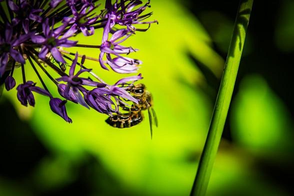 Bee collecting nectar from a cluster of vibrant purple flowers on a green stem, set against a blurred green and black background.