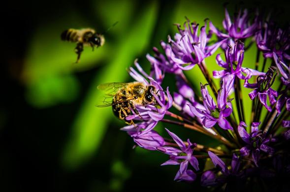 Bee collecting pollen from a cluster of vivid purple flowers, with another bee approaching in flight against a blurred green background.