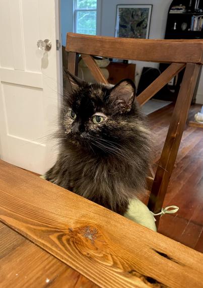 An elder tortie long-haired cat is sitting on a wooden dining chair with a light green cushion. She is in a human pose as she looks over the proceedings from her spot. She is losing a little fur over her eyes and some of her streaks have turned gray. She has a focused look on her face as she seldom has been in this position before.
