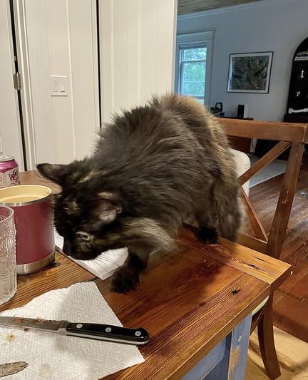Pippin has carefully raised herself out of the chair and is slinking atop the table edge, her head fairly low and one dark brown paw extended cautiously in front of her. It’s the kind of cat pose that goes along with being sneaky.