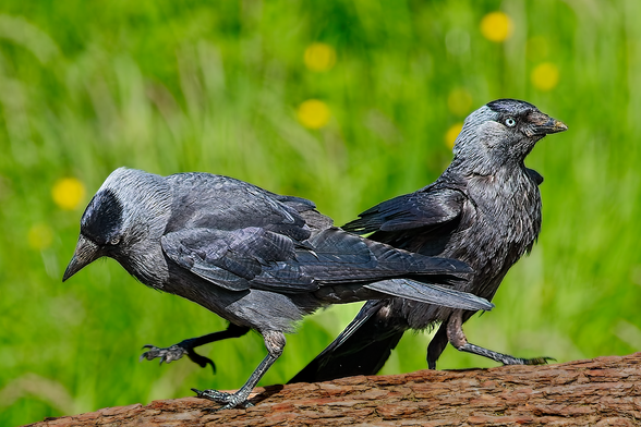 Two Western Jackdaws (Coloeus monedula) perched on a branch, one walking and one standing, with green grass and yellow flowers in the background.